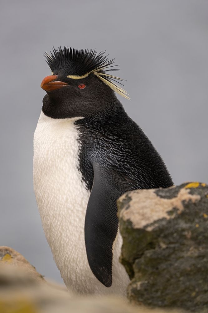 Falkland Islands-New Island Close-up of rockhopper penguin  art print by Jaynes Gallery for $57.95 CAD